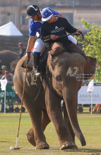 Pictures from 2017 King's Cup Elephant Polo in Bangkok, Thailand.