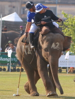 Pictures of 2017 King's Cup Elephant Polo in Bangkok, Thailand