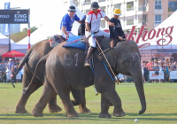 Pictures from 2017 King's Cup Elephant Polo in Bangkok, Thailand.