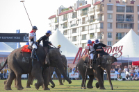 Pictures from 2017 King's Cup Elephant Polo in Bangkok, Thailand.