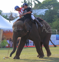 Pictures from 2017 King's Cup Elephant Polo in Bangkok, Thailand.