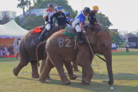 Pictures from 2017 King's Cup Elephant Polo in Bangkok, Thailand.