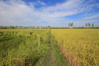 Pictures of a special rice cutting ceremony in Ku Ka Sing, Roi-Et, in honour of HM the late King Bhumibol Adulyadej of Thailand (November 2016)