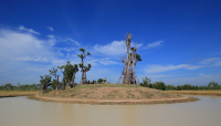 Pictures of a special rice cutting ceremony in Ku Ka Sing, Roi-Et, in honour of HM the late King Bhumibol Adulyadej of Thailand (November 2016)