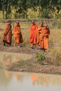 Pictures of a special rice cutting ceremony in Ku Ka Sing, Roi-Et, in honour of HM the late King Bhumibol Adulyadej of Thailand (November 2016)