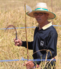 Pictures of a special rice cutting ceremony in Ku Ka Sing, Roi-Et, in honour of HM the late King Bhumibol Adulyadej of Thailand (November 2016)