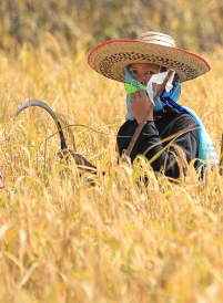 Pictures of a special rice cutting ceremony in Ku Ka Sing, Roi-Et, in honour of HM the late King Bhumibol Adulyadej of Thailand (November 2016)