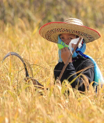 Pictures of Rice Cutting Ceremony in Ku Ka Sing, Roi-Et, Thailand