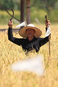 Pictures of a special rice cutting ceremony in Ku Ka Sing, Roi-Et, in honour of HM the late King Bhumibol Adulyadej of Thailand (November 2016)