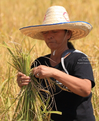 Pictures of a special rice cutting ceremony in Ku Ka Sing, Roi-Et, in honour of HM the late King Bhumibol Adulyadej of Thailand (November 2016)