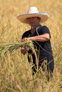 Pictures of a special rice cutting ceremony in Ku Ka Sing, Roi-Et, in honour of HM the late King Bhumibol Adulyadej of Thailand (November 2016)