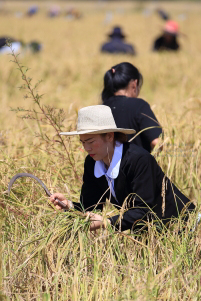 Pictures of a special rice cutting ceremony in Ku Ka Sing, Roi-Et, in honour of HM the late King Bhumibol Adulyadej of Thailand (November 2016)