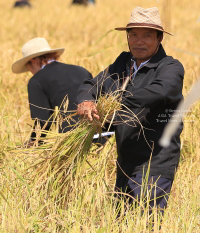 Pictures of a special rice cutting ceremony in Ku Ka Sing, Roi-Et, in honour of HM the late King Bhumibol Adulyadej of Thailand (November 2016)