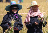 Pictures of a special rice cutting ceremony in Ku Ka Sing, Roi-Et, in honour of HM the late King Bhumibol Adulyadej of Thailand (November 2016)