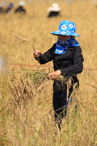 Pictures of a special rice cutting ceremony in Ku Ka Sing, Roi-Et, in honour of HM the late King Bhumibol Adulyadej of Thailand (November 2016)