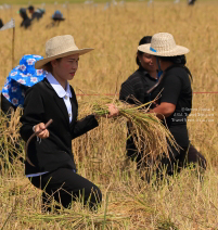 Pictures of a special rice cutting ceremony in Ku Ka Sing, Roi-Et, in honour of HM the late King Bhumibol Adulyadej of Thailand (November 2016)