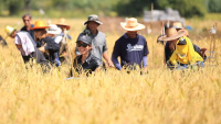 Pictures of a special rice cutting ceremony in Ku Ka Sing, Roi-Et, in honour of HM the late King Bhumibol Adulyadej of Thailand (November 2016)