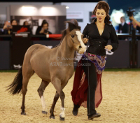 Pictures of the 2013 Longines Hong Kong Masters