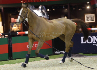 Pictures of the 2013 Longines Hong Kong Masters