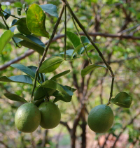 Pictures from The Orchard Wellness and Health Resort in Melaka, Malaysia - ATF 2015