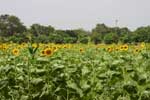 Pictures of Farm Chokchai in Nakhon Ratchasima, Thailand - click on image for large version which opens in a new window / tab