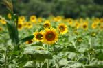 Pictures of Farm Chokchai in Nakhon Ratchasima, Thailand - click on image for large version which opens in a new window / tab