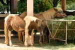 Pictures of Farm Chokchai in Nakhon Ratchasima, Thailand - click on image for large version which opens in a new window / tab