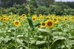 Pictures of Sunflowers - click image for high res version which opens in a new window / tab