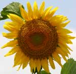 Pictures of Sunflowers - click image for high res version which opens in a new window / tab