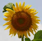 Pictures of Sunflowers - click image for high res version which opens in a new window / tab