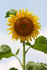 Pictures of Sunflowers - click image for high res version which opens in a new window / tab