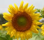 Pictures of Sunflowers - click image for high res version which opens in a new window / tab