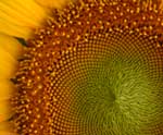 Pictures of Sunflowers - click image for high res version which opens in a new window / tab