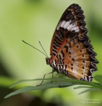 Pictures of the Butterflies at Changi Airport in Singapore. Taken on 6 July 2012.