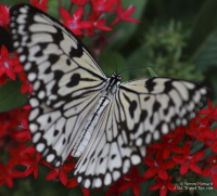 Pictures of the Butterflies at Changi Airport in Singapore. Taken on 6 July 2012.