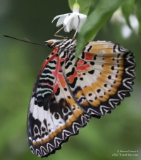 Pictures of the Butterflies at Changi Airport in Singapore. Taken on 6 July 2012.