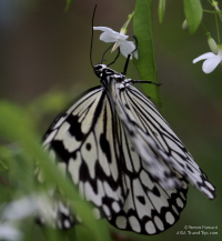 Pictures of the Butterflies at Changi Airport in Singapore. Taken on 6 July 2012.