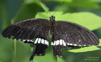 Pictures of the Butterflies at Changi Airport in Singapore. Taken on 6 July 2012.