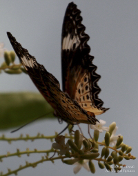 Pictures of the Butterflies at Changi Airport in Singapore. Taken on 6 July 2012.