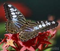 Pictures of the Butterflies at Changi Airport in Singapore. Taken on 6 July 2012.