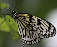 Pictures of the Butterflies at Changi Airport in Singapore. Taken on 6 July 2012.