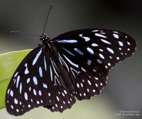 Pictures of the Butterflies at Changi Airport in Singapore. Taken on 6 July 2012.