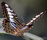 Pictures of the Butterflies at Changi Airport in Singapore. Taken on 6 July 2012.