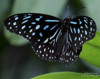 Pictures of the Butterflies at Changi Airport in Singapore. Taken on 6 July 2012.