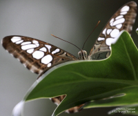 Pictures of the Butterflies at Changi Airport in Singapore. Taken on 6 July 2012.