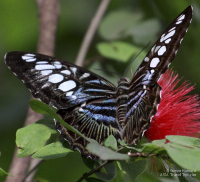 Pictures of the Butterflies at Changi Airport in Singapore. Taken on 6 July 2012.