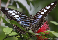 Pictures of the Butterflies at Changi Airport in Singapore. Taken on 6 July 2012.