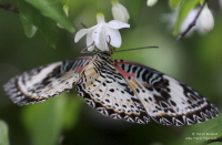 Pictures of the Butterflies at Changi Airport in Singapore. Taken on 6 July 2012.