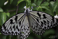 At airports such as Changi in Singapore there is a lot to do and see, such as the amazing butterfly garden.