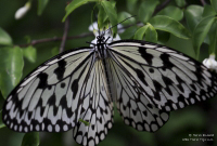 Pictures of the Butterflies at Changi Airport in Singapore. Taken on 6 July 2012.